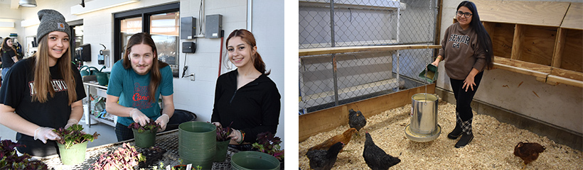 Agriculture & Natural Resources students transplanting seedlings in the greenhouse and caring for laying hens in the barn