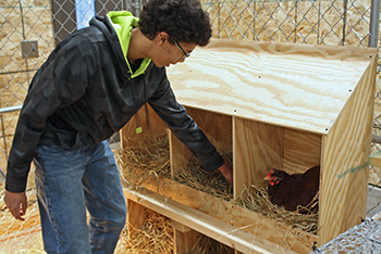 A student collecting eggs